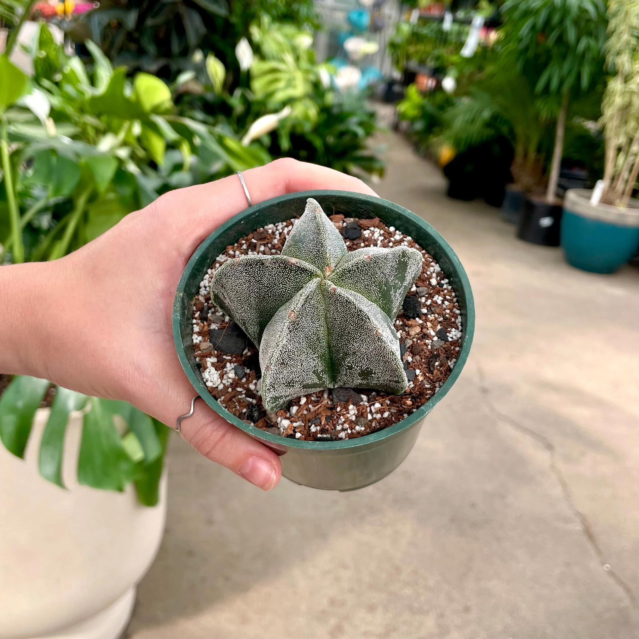 4" astrophytum myriosigma