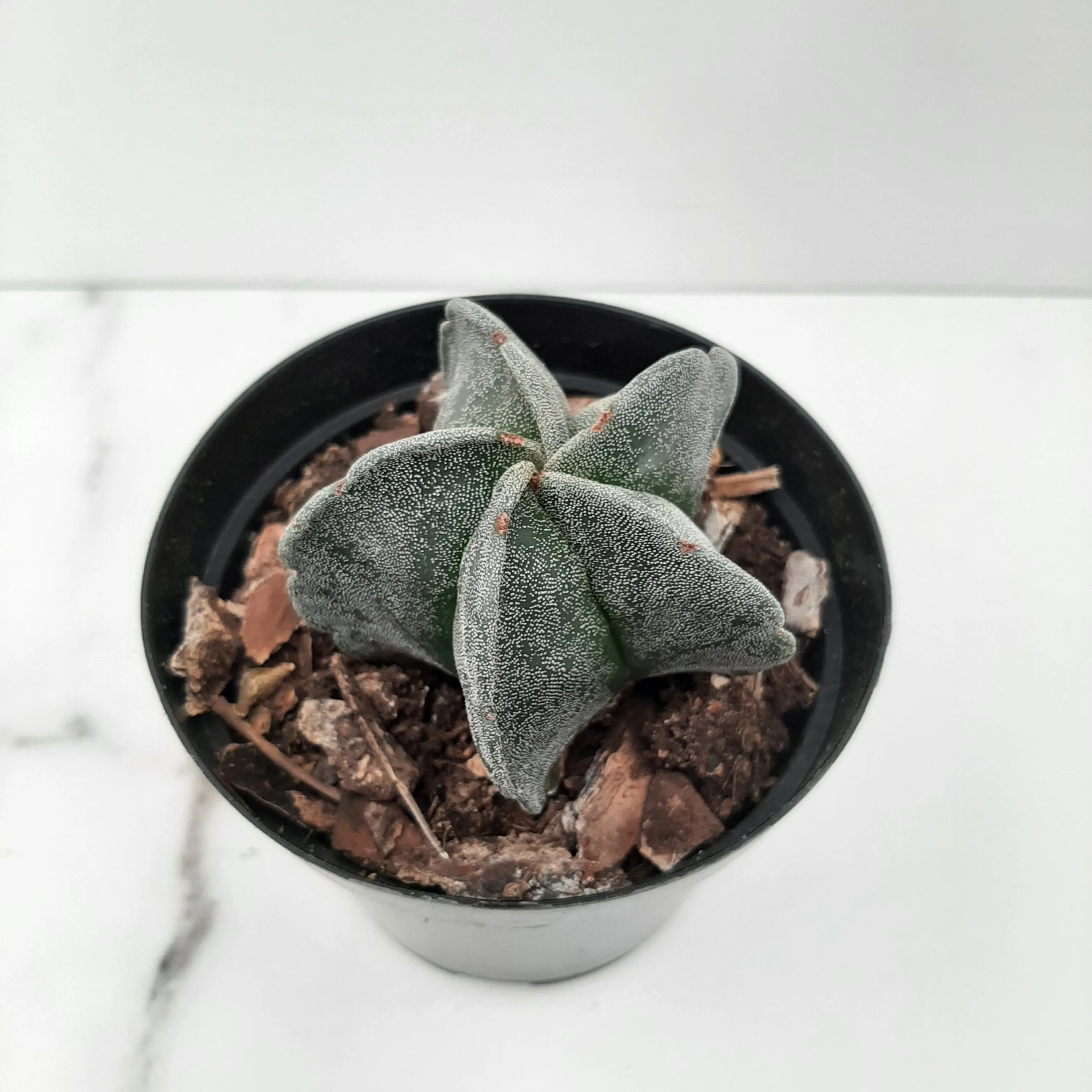 4" astrophytum myriosigma