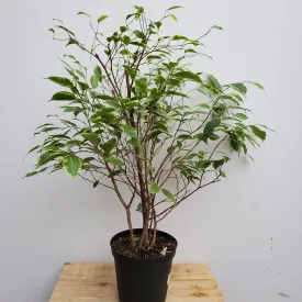 6" ficus breeze