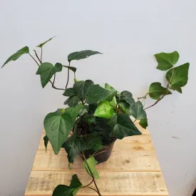 6" ivy algerian green