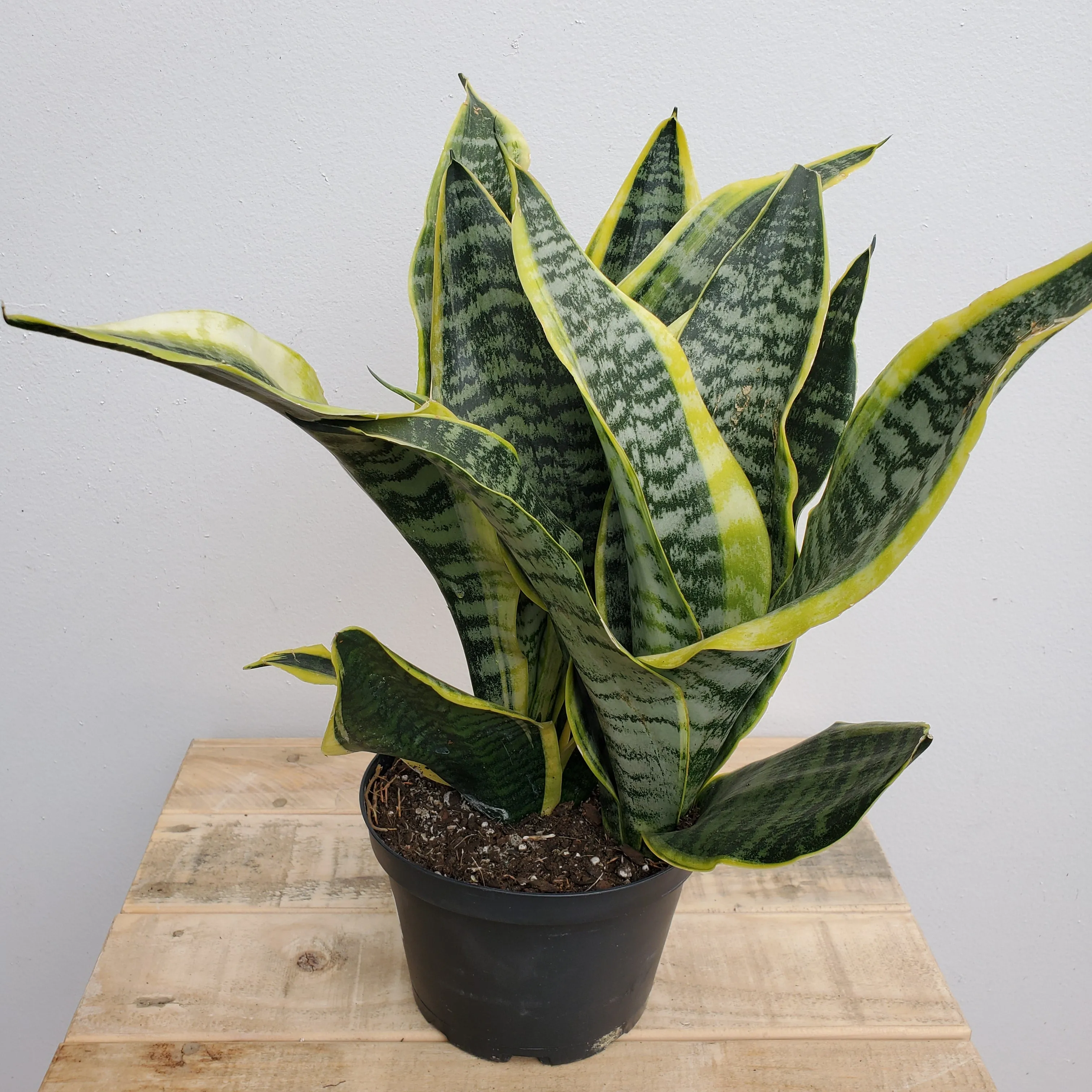 6" sansevieria futura superba